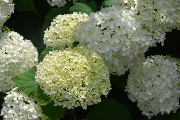 Annabelle Hortensia Annabelle