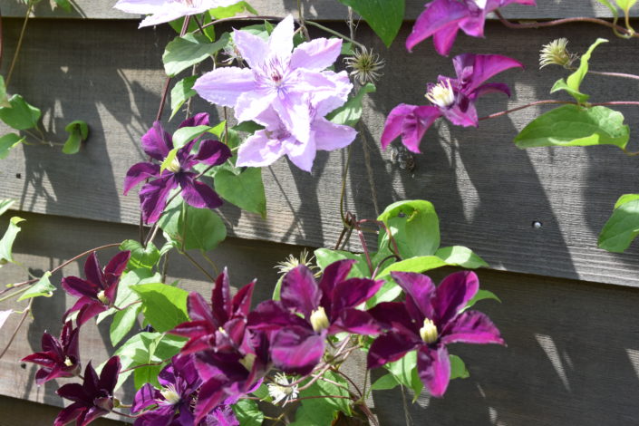 Clematis