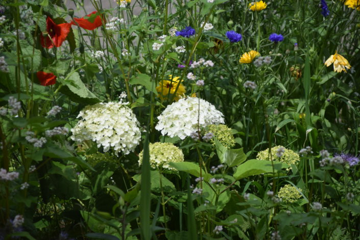 Stefs tuinen Wilde bloemen