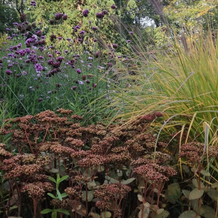 IMG_20181010_160814_784 Prachtige herfstcombi van sedum, siergrassen en verbena